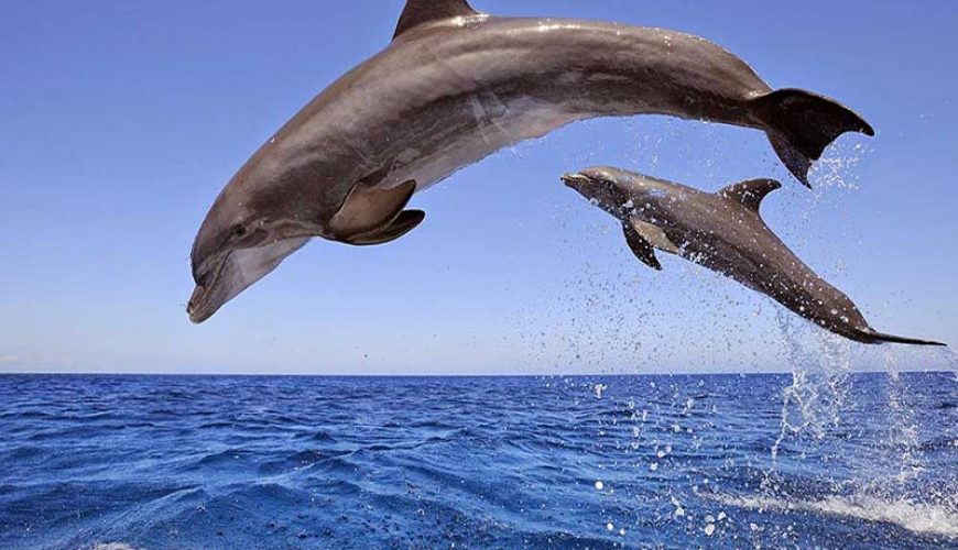 رحلات شرم والغردقة والاقصر وحجز فنادق